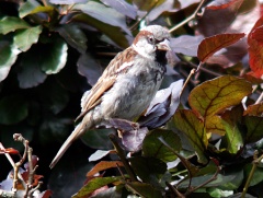 20120803 House Sparrow